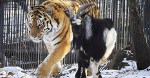 tigerpic-edm