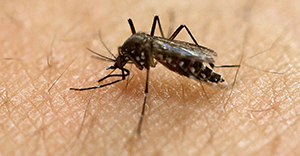 mosquito zika virus