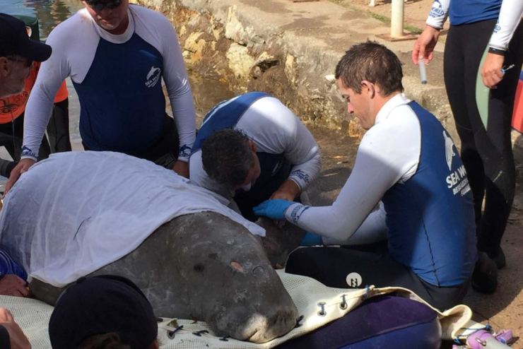 The 340kg dugong was assessed by marine experts at Merimbula Lake on the New South Wales far south coast in January. Photo: Sea World/ABC