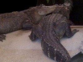 drug dealers using crocs