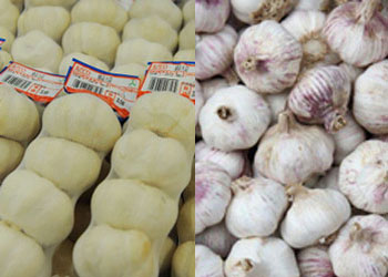 garlic