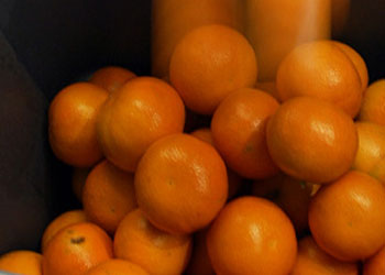 mandarin