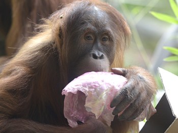 Orang-utan Maimunah's daughter Dewi celebrates her mothers 29th birthday with presents and a banana cake at Melbourne Zoo in Melbourne, Friday, May 22, 2015. (AAP Image/Tracey Nearmy) NO ARCHIVING