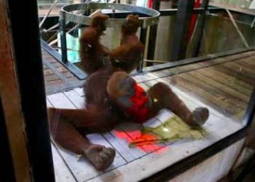 orangutans