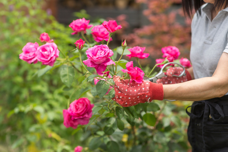 gardening getty