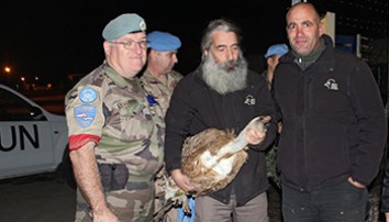 The vulture ruffled a few feathers in the village. Photo: AAP