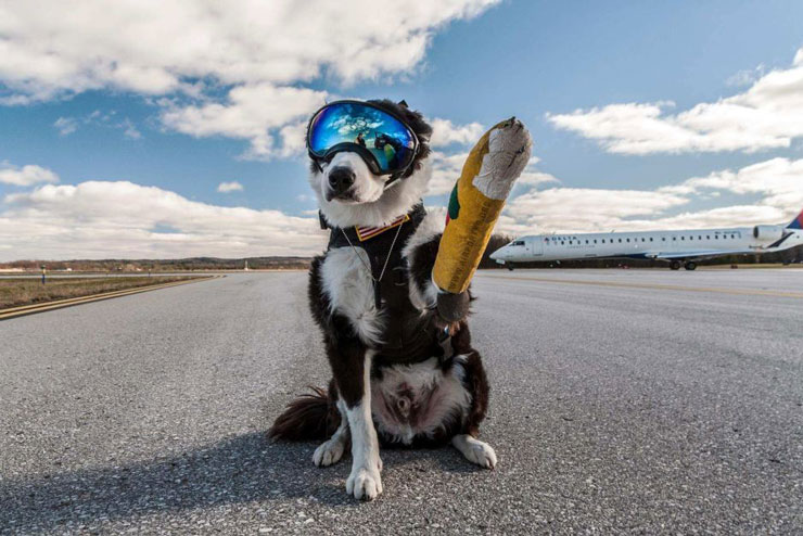 Photo: airportk9.org