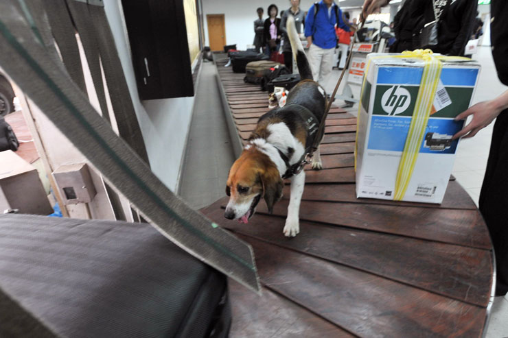 Sniffer beagles are unquestionably cute - and panic inducing if you've been naughty. Photo: Getty