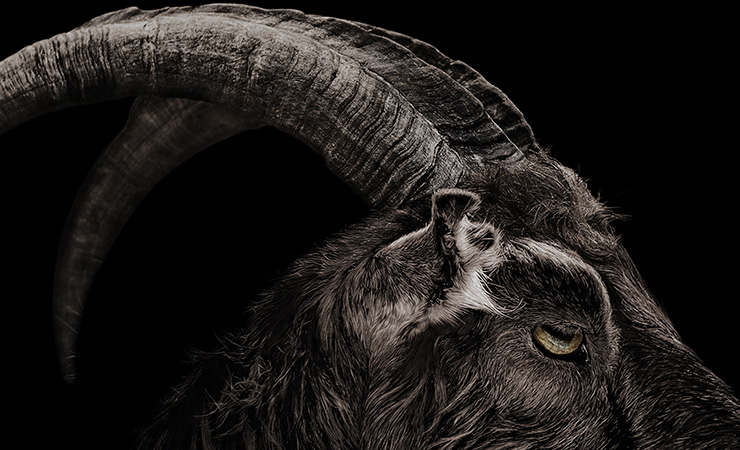 This goat though. Photo: A24