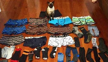 The cat burglar jokes are inevitable. Photo: Facebook