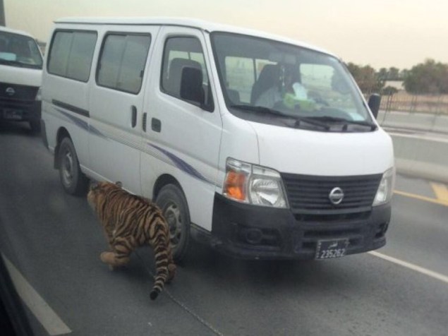 Keeping wild animals, including tigers, as pets is not uncommon in Qatar.