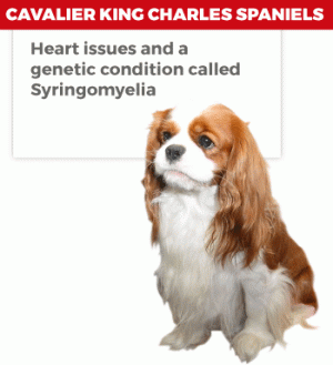 0407dogs-king