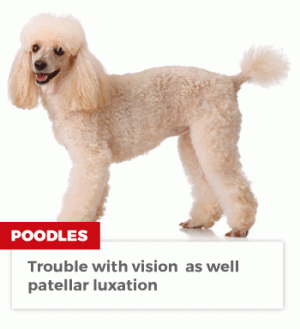 0407dogs-poodles