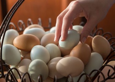 eggs