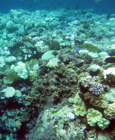 reef