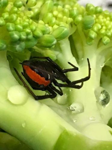 woolworths broccoli spider