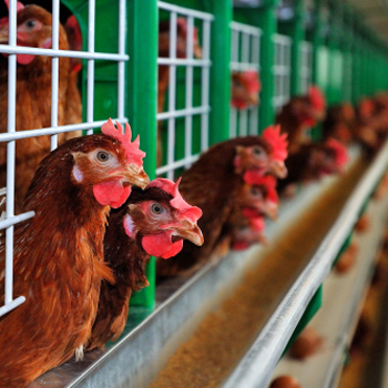 caged chickens