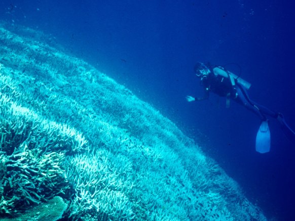 coral bleaching