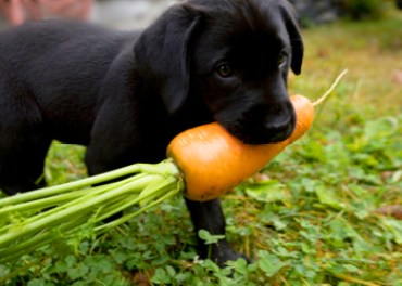labrador puppy hungry