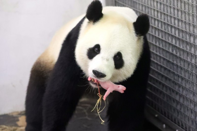 Only 1864 giant pandas remain worldwide. Photo: AAP