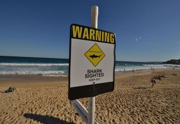 A shark warning sign in Newcastle last year. Photo: Getty.