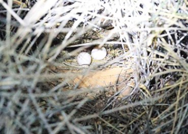 The parrots have only been found in one location in Queensland. Photo: ABC