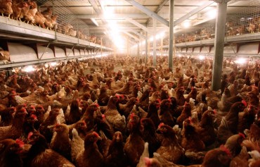 Is that chook free range? Photo:AAP