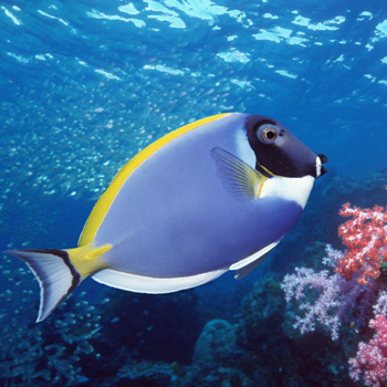 finding dory fish