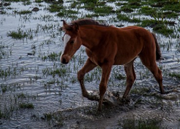 The study found the new climate was too wet for the army's horses. Photo: Getty