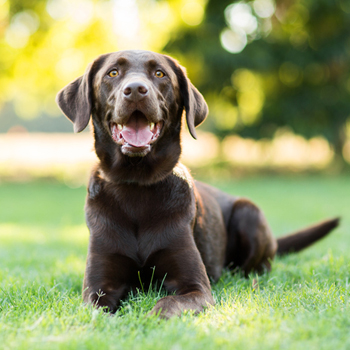Two French cases attempted to call on the memory of dogs. Photo: Getty