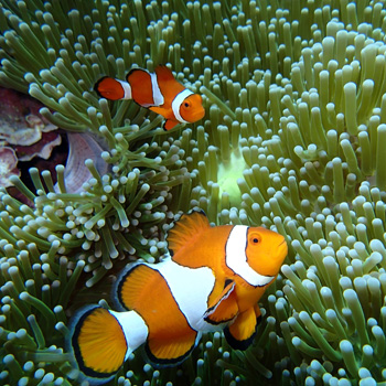 finding dory fish