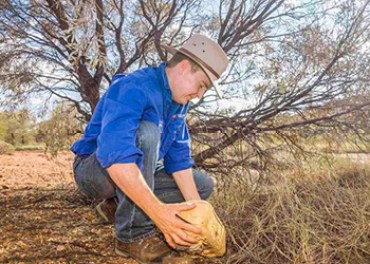 Satellite cameras will be used to monitor the site and protect the birds. Photo: ABC