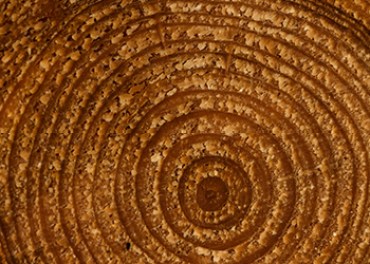Researchers based their theory on the rings of trees alive during the period. Photo: Getty