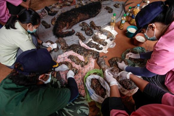 DNP officers with carcasses of 40 tiger cubs found undeclared at the Wat Pha Luang Ta Bua Tiger Temple.