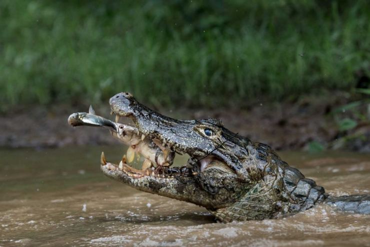 Nature second place — Double trapping