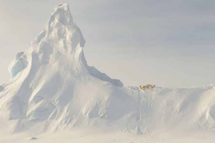 Nature Honourable Mention — Bears on a Berg