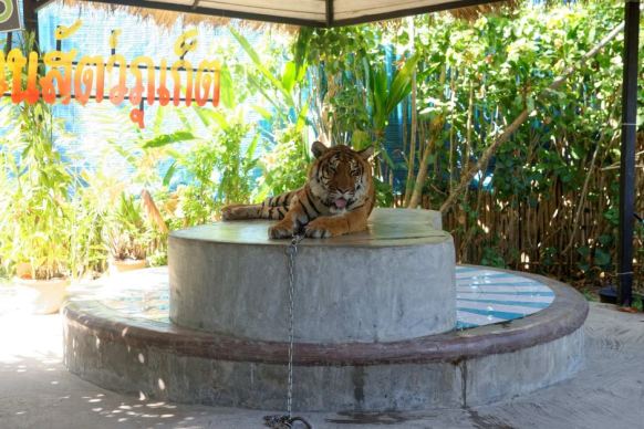 Tigers at some of the entertainment venues spend most of their life chained.