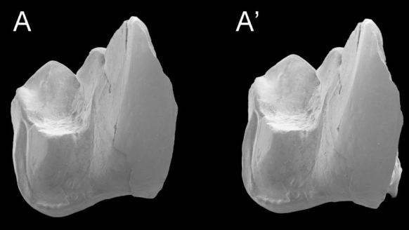 Whollydooleya's tooth was discovered in 2013, but only recently formally identified.