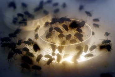 flies sitting on a petri dish filled with a nutriment base of sugar. Photo: Getty