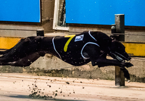 horse racing welfare