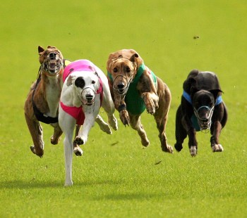 greyhound racing foley