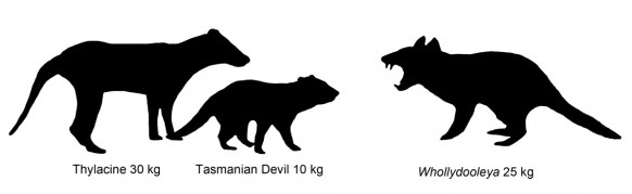 Whollydooleya, far-right, as it would look next to its distant relatives the Tasmanian devil and thylacine, or Tasmanian tiger. (Supplied: UNSW) 