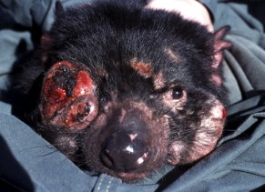 Tasmanian devil