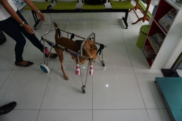 Cola the dog took slow steps to heal after the sword attack.