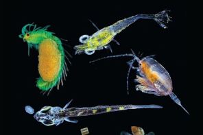 Iron additives could help anaemic plankton.