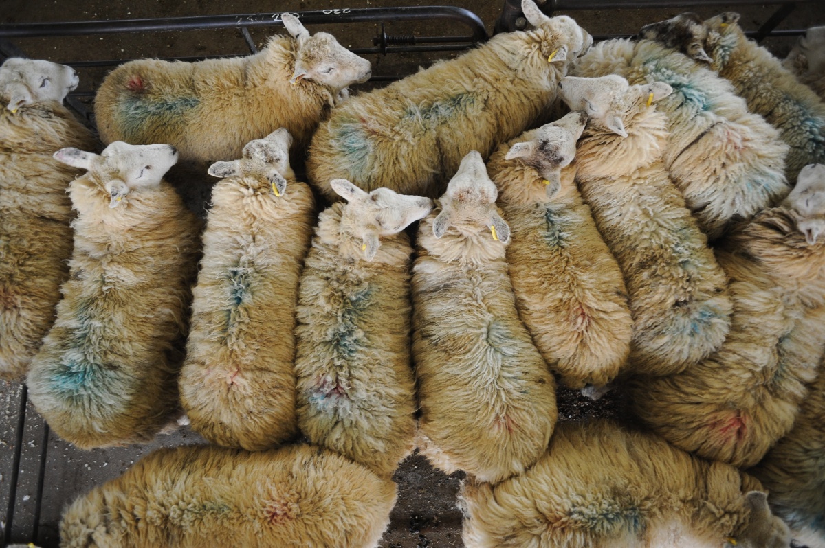 Bacterial debris from animal-rich environments could help kids develop asthmatic immunity. Photo: Ian Forsyth