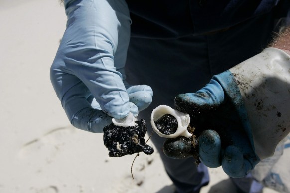 Oil from Shen Neng 1 washed ashore at Northwest Island.