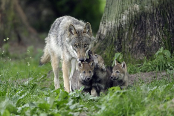 Wolves