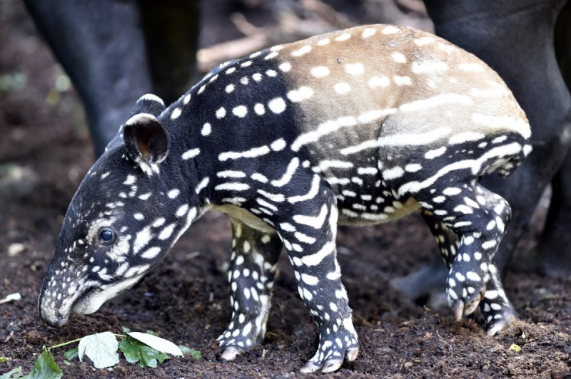 Tapirs and other animals starved.