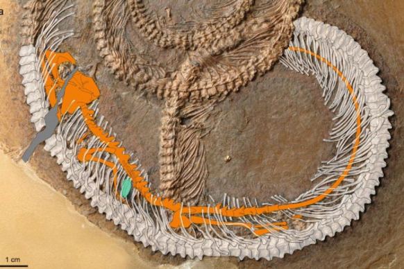 The insect (blue) is in the abdominal cavity of the lizard (orange) which is in the stomach of the snake (white).